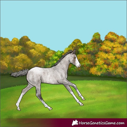 Horse Color:Silver Brown Roan Dun Sabino 