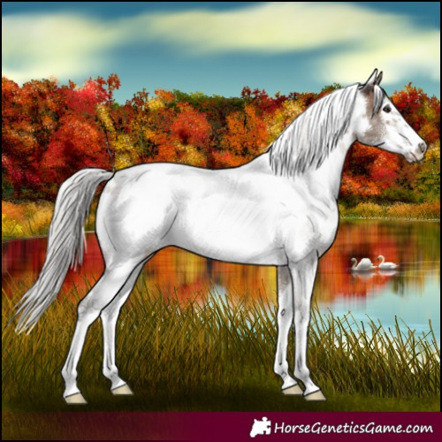 Horse Color:White Spotted Silver Brown Dun Sabino Frame
