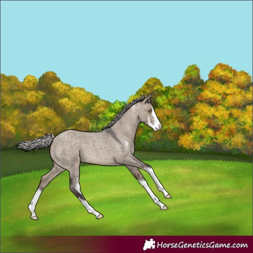 Horse Color:Silver Brown Roan Dun Sabino 