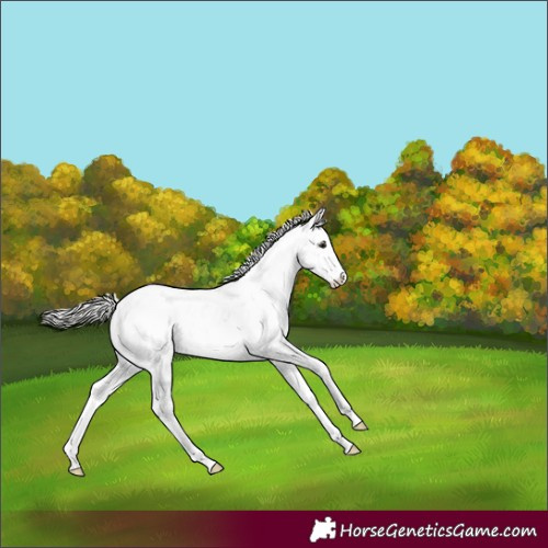 Horse Color:Silver Brown Dun Sabino