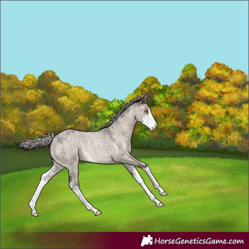Horse Color:Silver Brown Roan Dun Sabino 