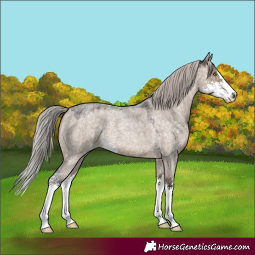 Horse Color:Silver Brown Roan Dun Sabino 