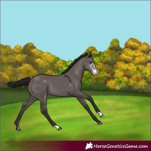 Horse Color:Smoky Grullo Sabino