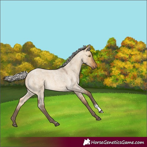 Horse Color:Silver Buckskin Roan Dun 