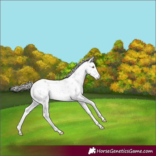 Horse Color:Silver Grullo Sabino 