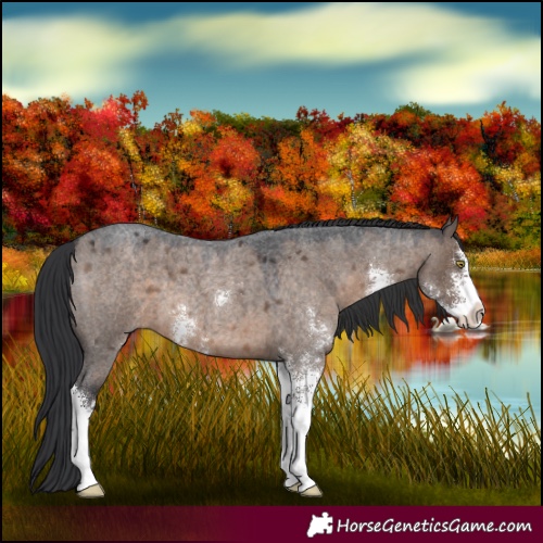 Horse Color:Brown Roan Dun Sabino