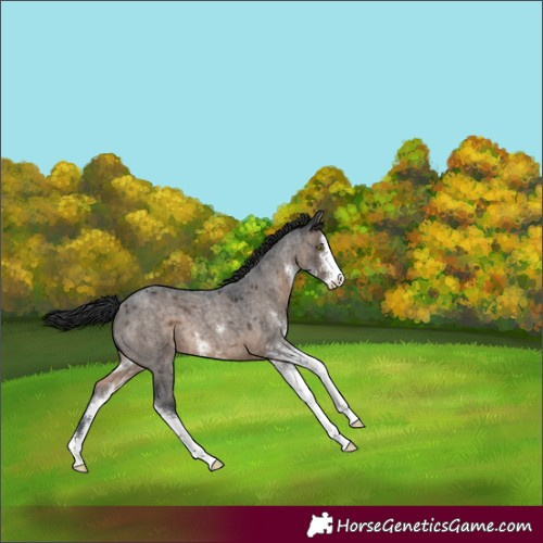 Horse Color:Brown Roan Dun Sabino 