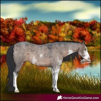 Horse Color:Brown Roan Dun Sabino