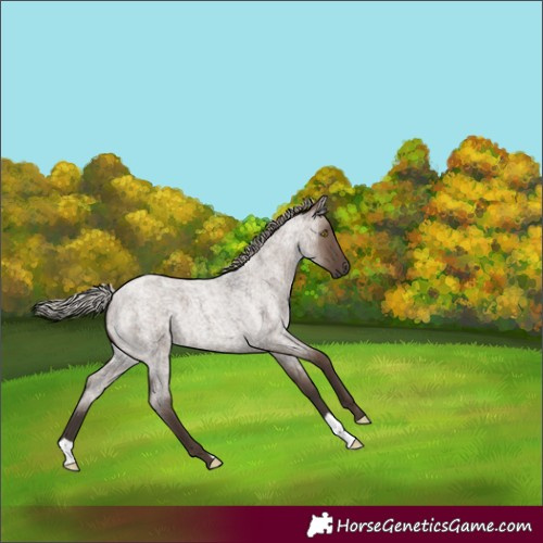 Horse Color:Silver Grullo Roan 