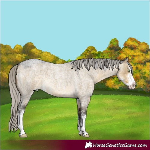 Horse Color:Silver Buckskin Roan Dun Sabino 