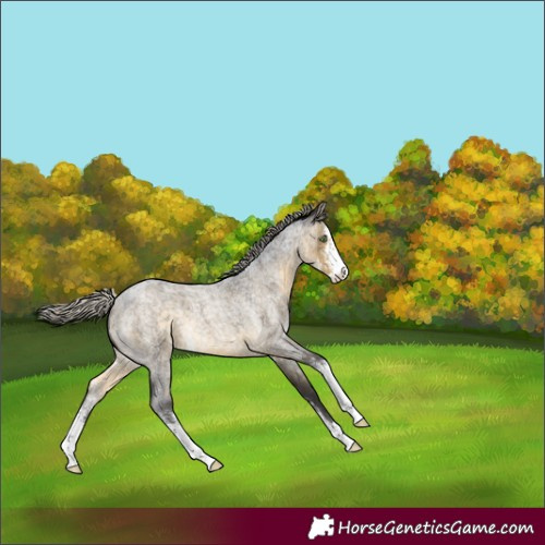 Horse Color:Silver Buckskin Roan Dun Sabino 