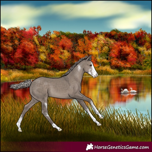 Horse Color:Silver Grullo Sabino 