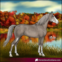 Horse Color:Silver Grullo Sabino