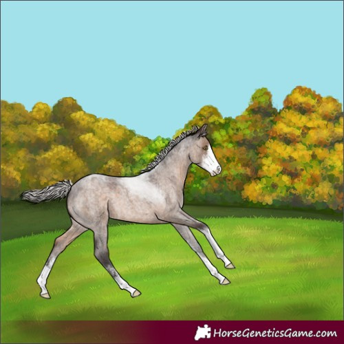 Horse Color:Silver Brown Roan Dun Sabino