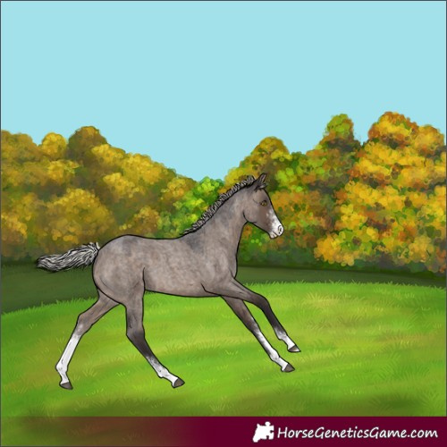 Horse Color:Silver Brown Roan Dun Sabino 