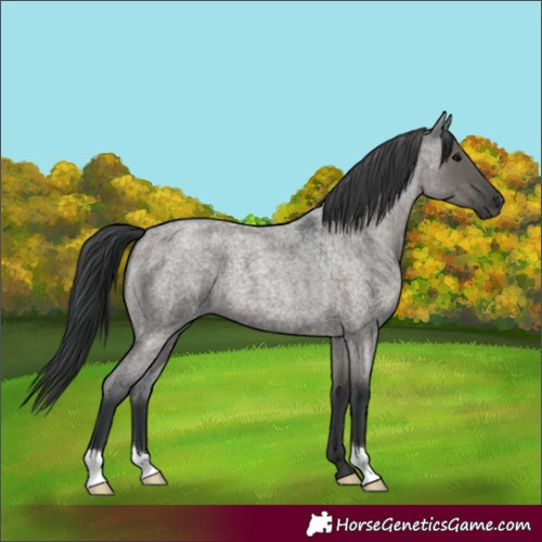 Horse Color:Grullo Roan 