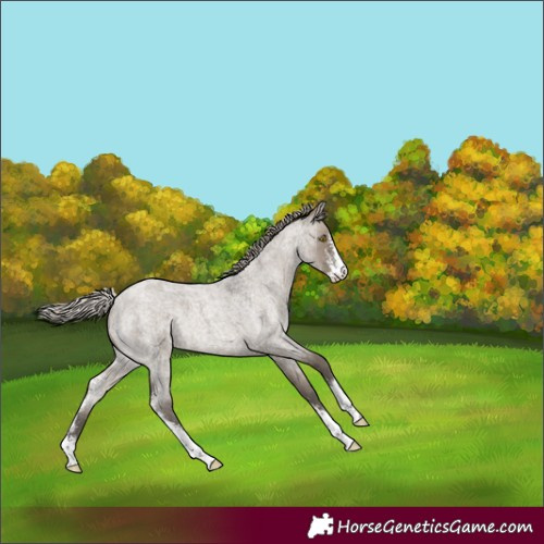 Horse Color:Silver Grullo Roan Sabino 