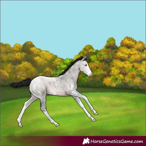 Horse Color:Brown Roan Dun Sabino 