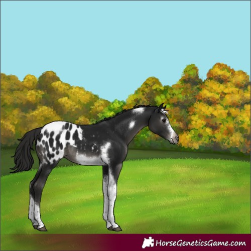 Horse Color:Gray Smoky Black Tobiano Frame Blanket Rabicano 