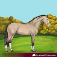 Horse Color:Bay Dun Splash 
