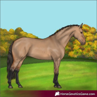 Horse Color:Bay Dun 