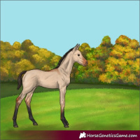 Horse Color:Bay Dun 