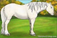 Horse Color:Palomino Roan Pearl and Palomino Roan Pearl