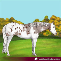 Horse Color:Silver Brown Sabino Splash Appaloosa