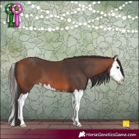 Horse Color:Bay Splash 