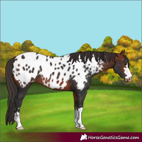 Horse Color:Bay Appaloosa 