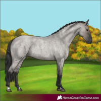 Horse Color:Grullo Roan