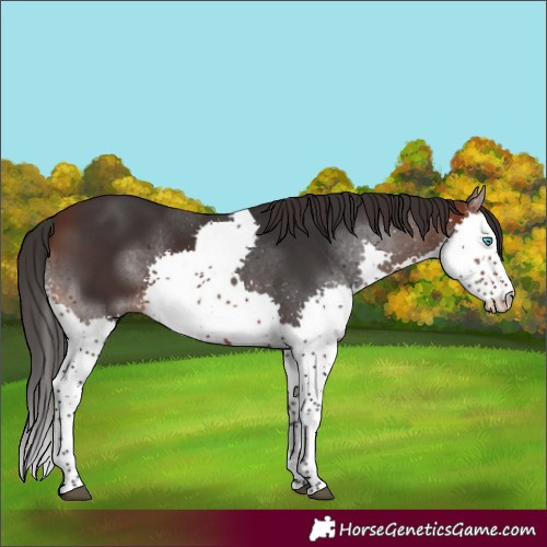 Horse Color:Brown Splash Tobiano Rabicano 