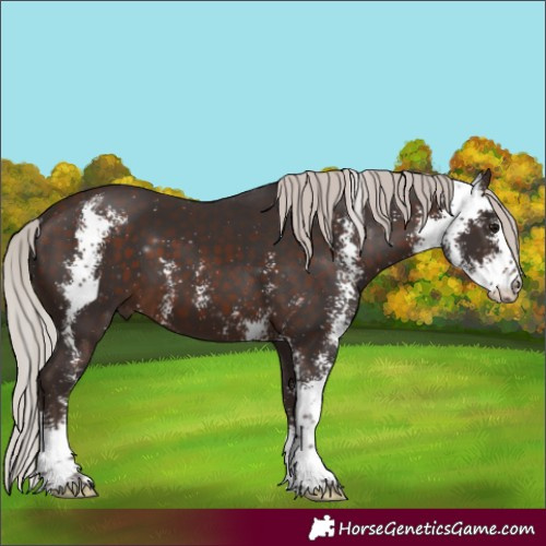 Horse Color:Silver Brown Sabino 