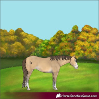 Horse Color:Amber Cream Champagne Splash 