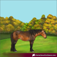 Horse Color:Gray Buckskin