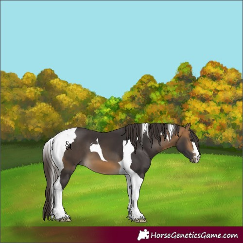 Horse Color:Buckskin Tobiano 