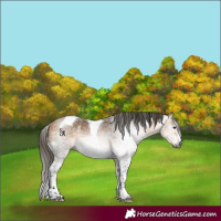 Horse Color:Gray White Spotted Buckskin Tobiano