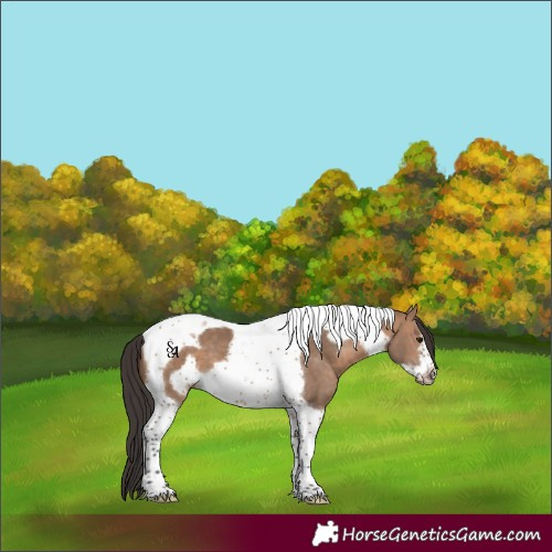 Horse Color:Brown Dun Tobiano Frame 