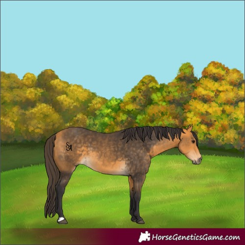Horse Color:Buckskin 