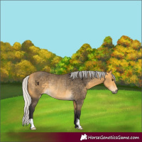 Horse Color:Silver Buckskin Rabicano