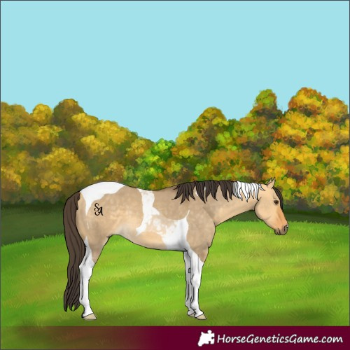 Horse Color:Buckskin Dun Tobiano 