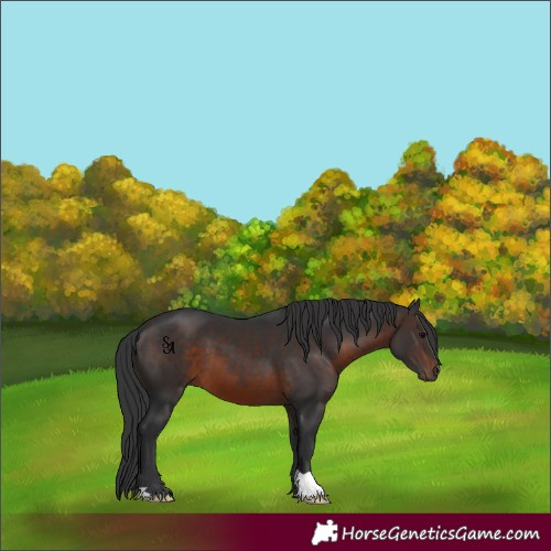 Horse Color:Brown 