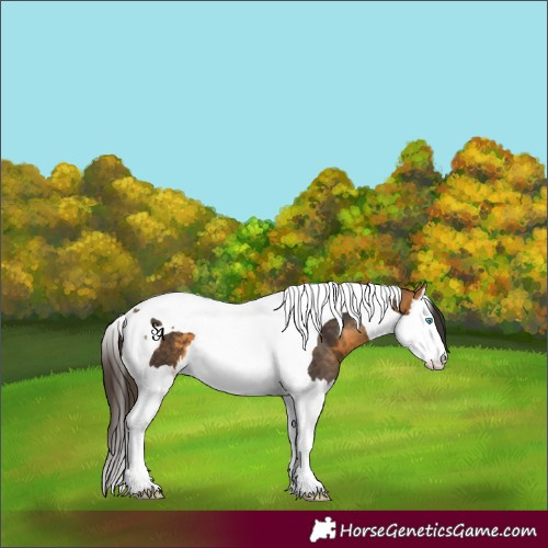 Horse Color:Buckskin Splash Tobiano 