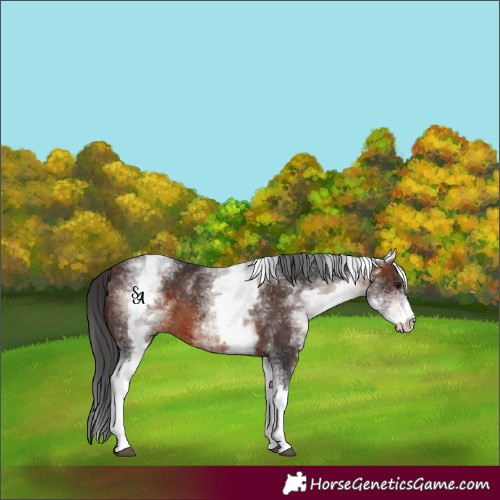 Horse Color:White Spotted Brown 