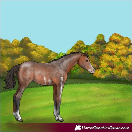 Horse Color:Bay Sabino Rabicano