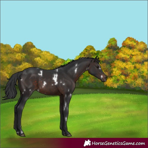 Horse Color:White Spotted Brown