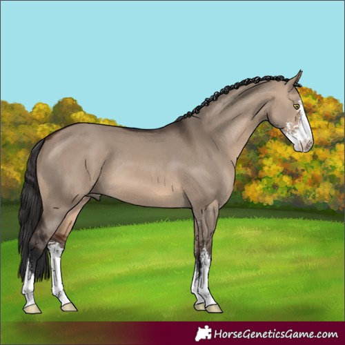 Horse Color:Brown Dun Sabino 