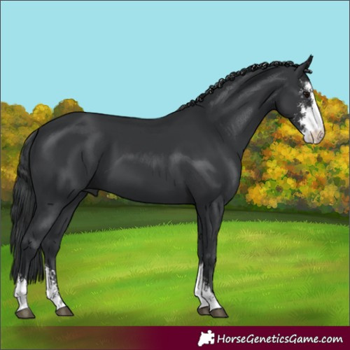 Horse Color:Black Sabino 