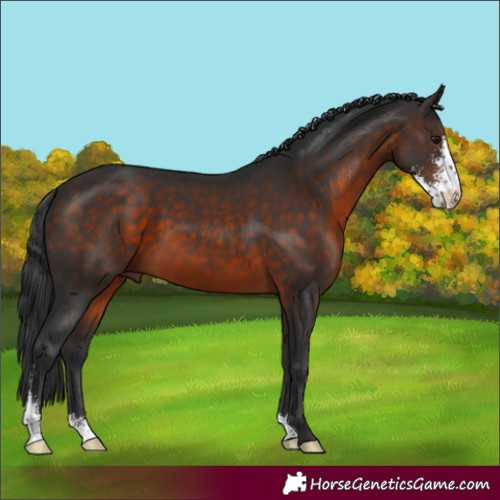 Horse Color:Brown Sabino