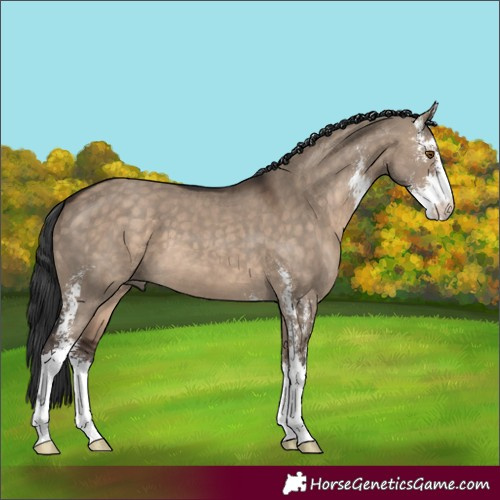 Horse Color:Brown Dun Sabino 
